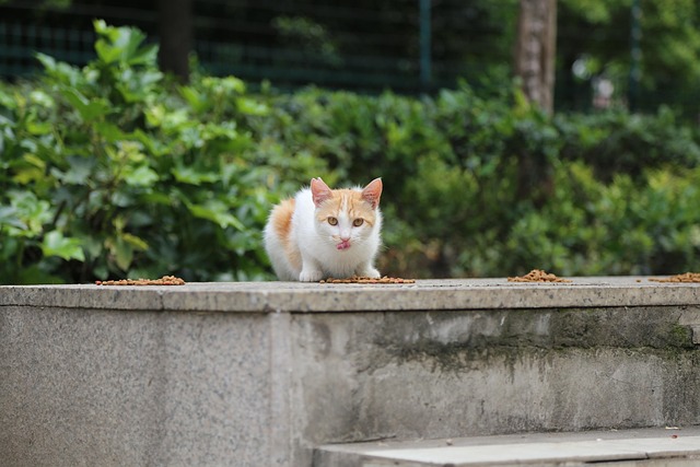 Free Cat Nature photo and picture