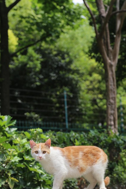 Free Cat Pet photo and picture