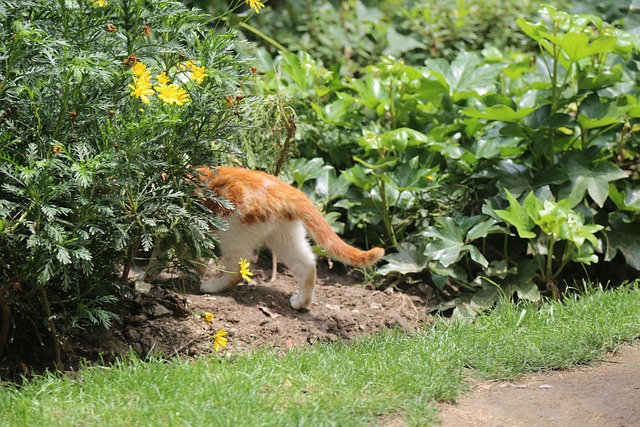 Free Stray Cat Rescue photo and picture