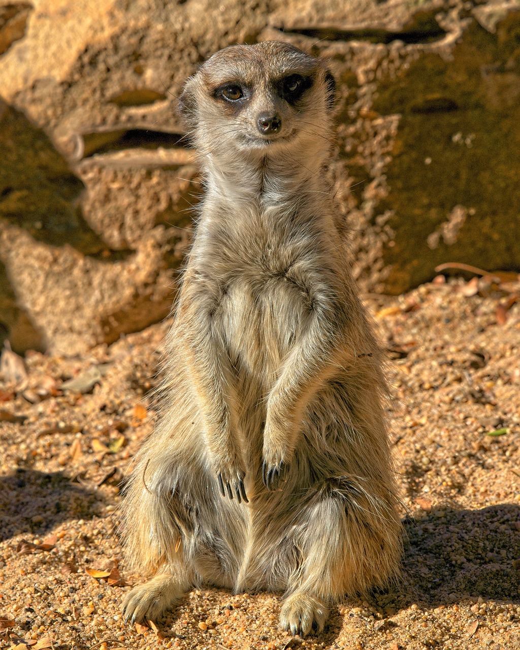 Suricata Animal Mam fero Foto Gratis En Pixabay Pixabay