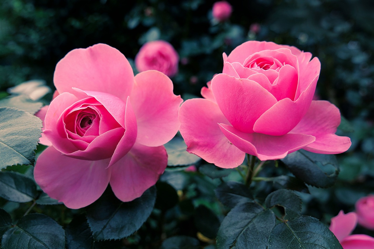 Des Roses Fleurs Fleur Photo Gratuite Sur Pixabay Pixabay