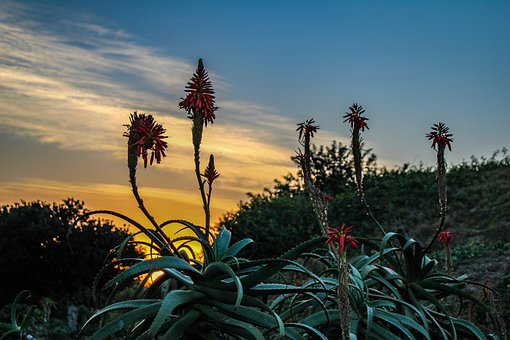 Natureza, Planta, Viajar Por, Exploração