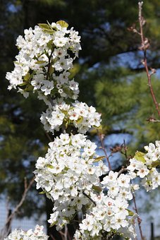 Nashi Peer, Bloemen, Filiaal, Peer
