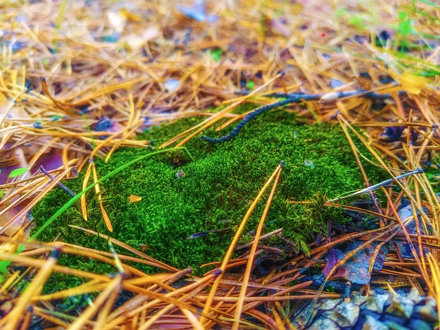 Free Moss Needles photo and picture