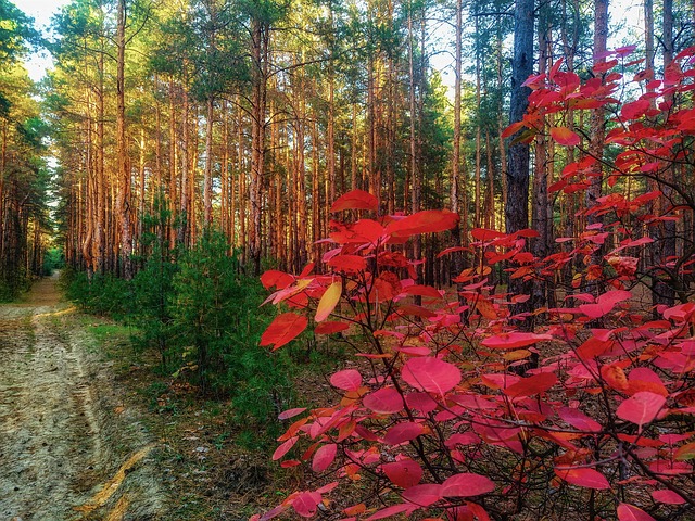 Free Forest Needles photo and picture