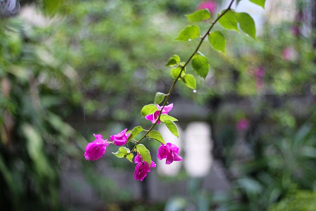 Free Bougainvillaea Pink Flowers photo and picture