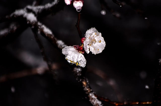 Free Cherry Blossom Winter photo and picture