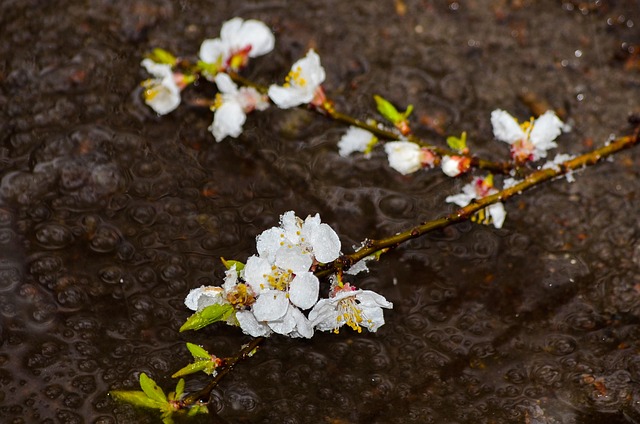 Free Sakura Flowers photo and picture