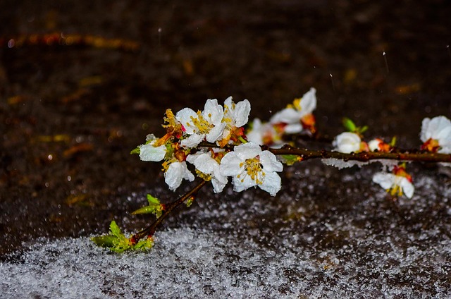 Free Sakura Flowers photo and picture