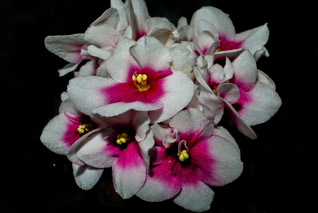 Free Moth Orchids Flower Background photo and picture
