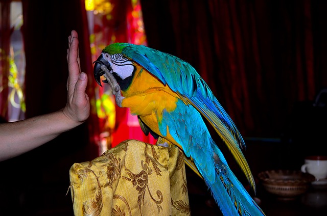 Free Parrot Bird photo and picture