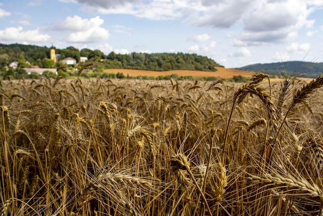 Free Wheat Field photo and picture