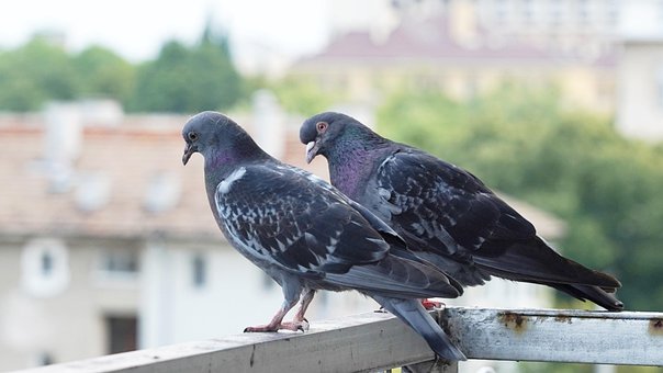 Tauben, Vögel, Schnabel, Federn