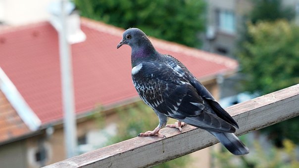 Tauben, Vögel, Schnabel, Federn