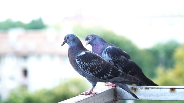 Tauben, Vögel, Schnabel, Federn