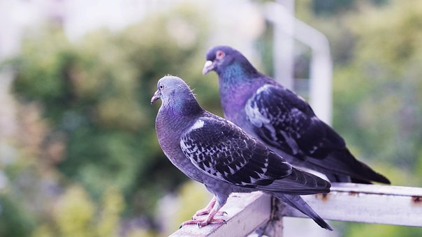 Tauben, Vögel, Schnabel, Federn