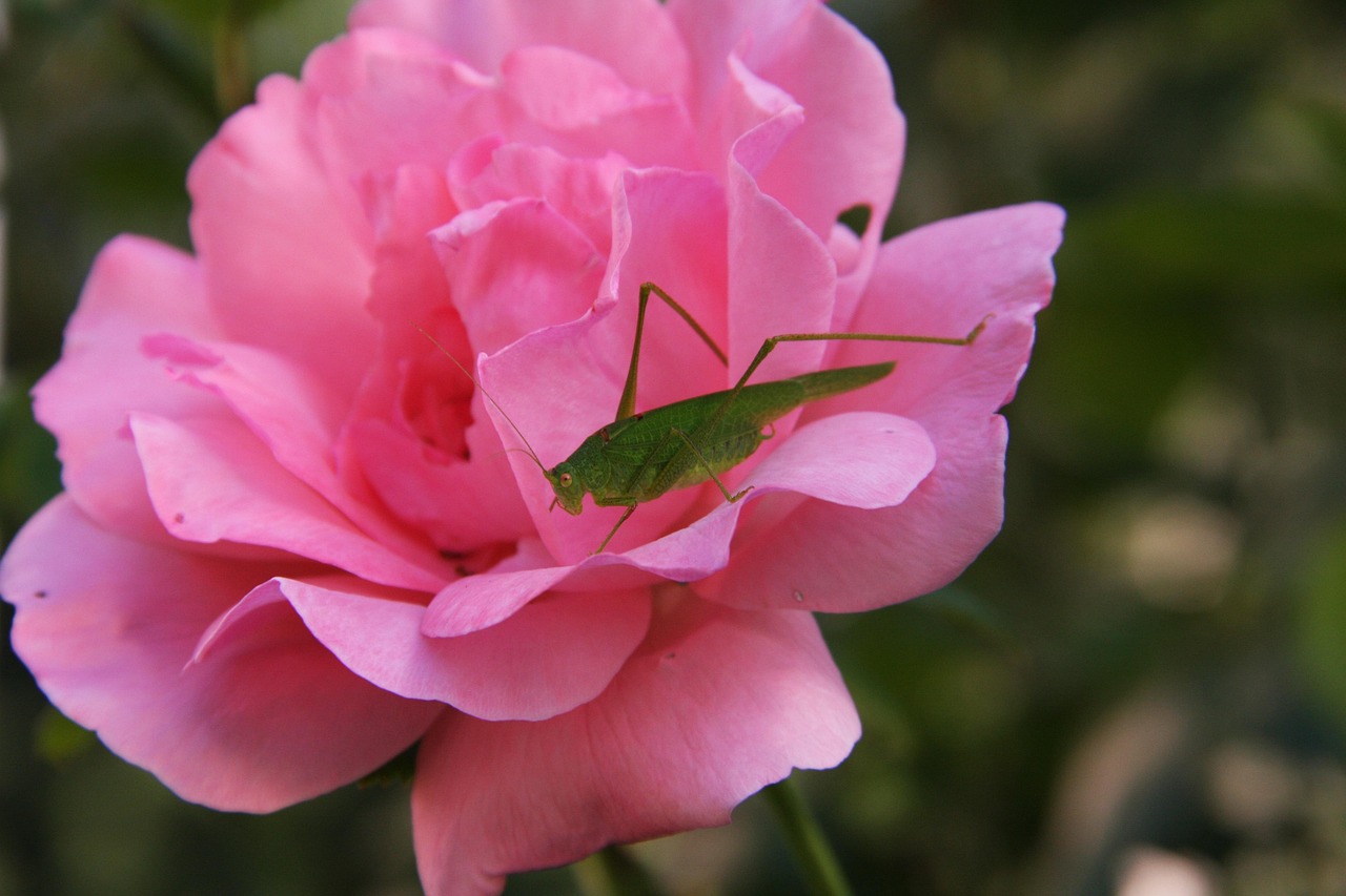 Queco Insecto Saltamontes Insecto Verde - Foto gratis en Pixabay - Pixabay