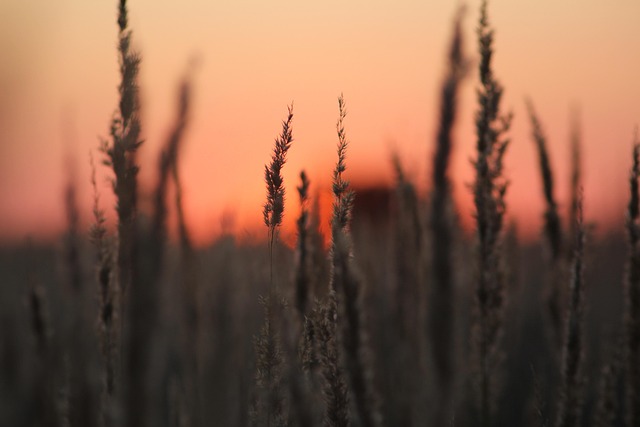 Free Nature Sunset photo and picture