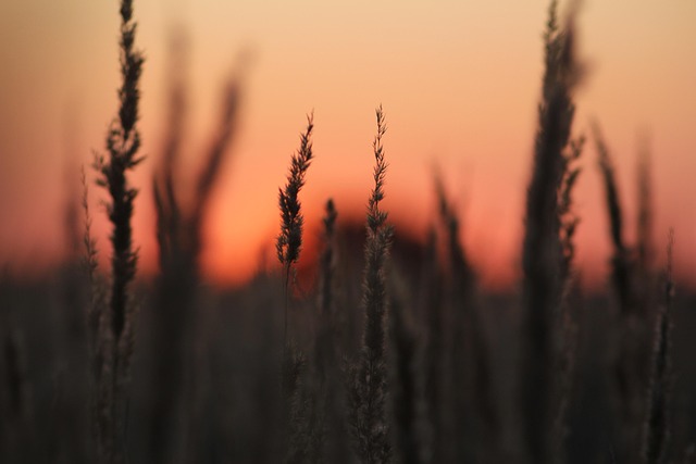 Free Nature Sunset photo and picture