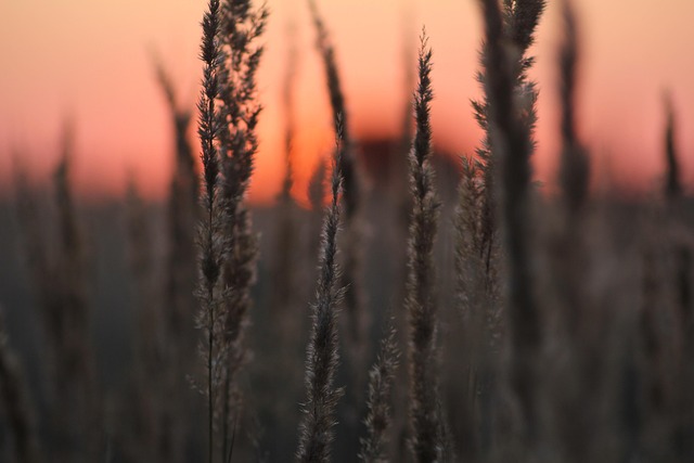 Free Nature Sunset photo and picture