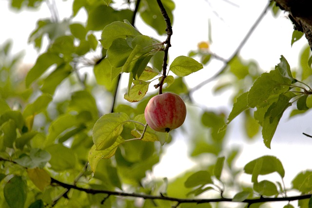 Free Apple Fruit photo and picture