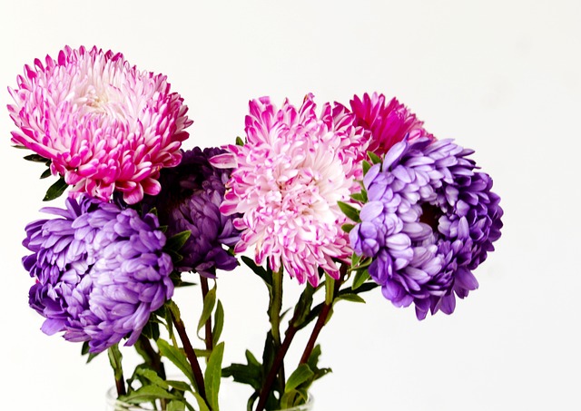 Free Flowers Peony photo and picture