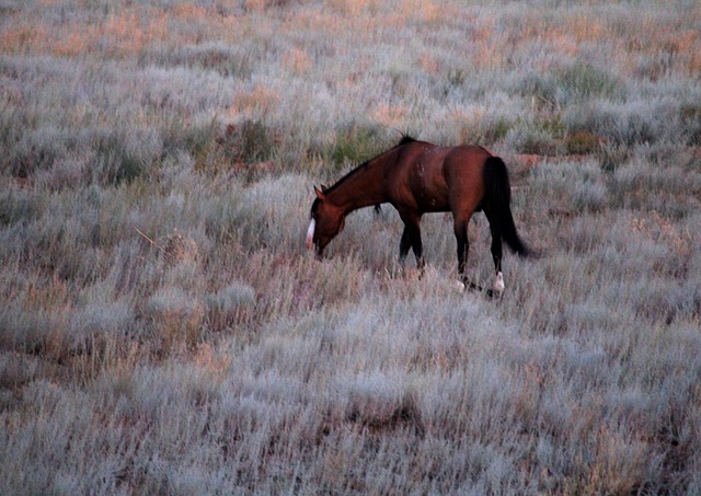 Free Horse Dawn photo and picture