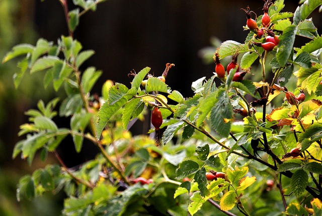 Free Rose Hip Rose Hip Plant photo and picture