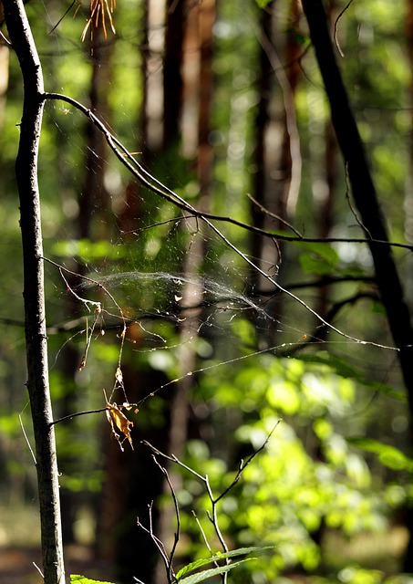 Free Tree Forest photo and picture