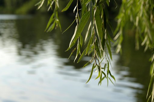Weide, See, Teich, Natur, Weidenbaum
