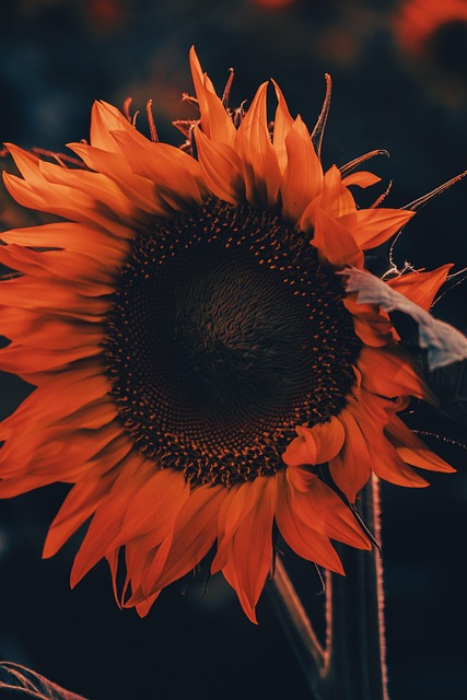 Solsikke, Blomst, Gul Blomst