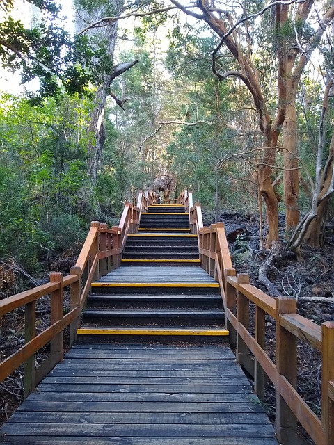 Free Stairs Arrallanes Forest photo and picture