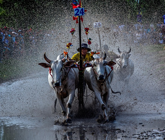 Free Cow Racing Festival Vietnam photo and picture