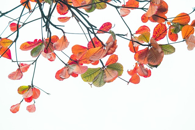 Baum, Blätter, Herbst, Jahreszeit, Natur