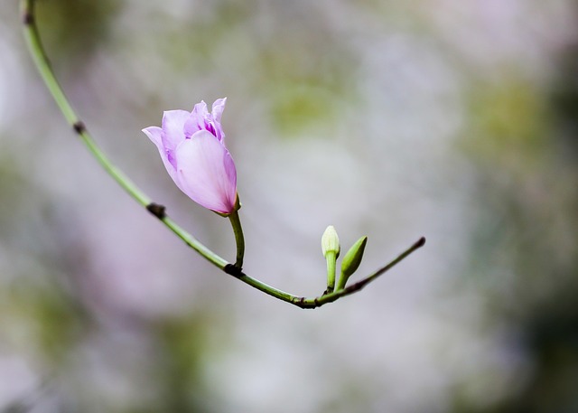 Blume, Blütenblätter, Knospen, Blatt