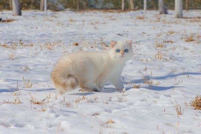 Free Cat Pet photo and picture