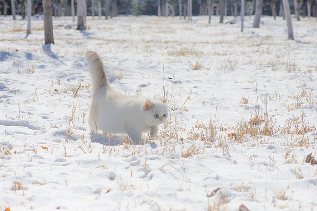 Free Cat Pet photo and picture