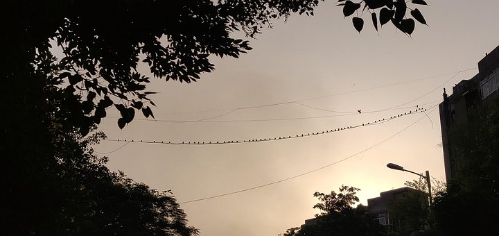 Free Birds Sky photo and picture