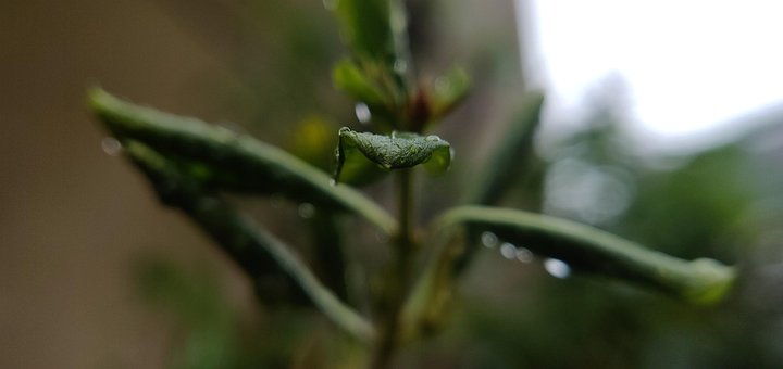 Free Drops Green photo and picture