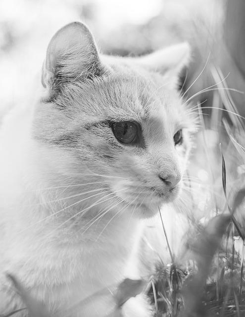 Free Cat Garden photo and picture