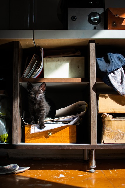 Free Cat House photo and picture