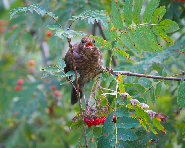Bird Berry Branches - Free photo on Pixabay