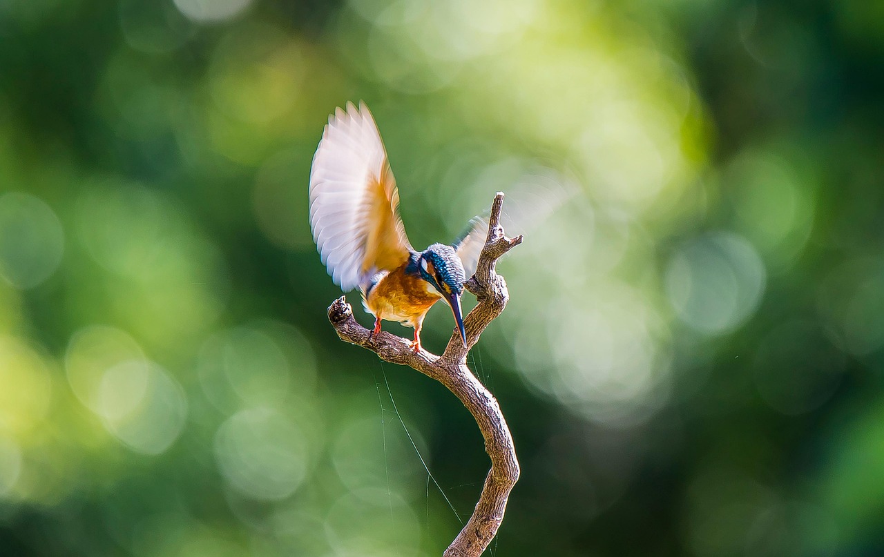 2 000 free amazon kingfisher kingfisher images pixabay