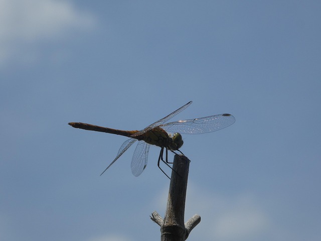 Free Dragon-Fly Summer photo and picture