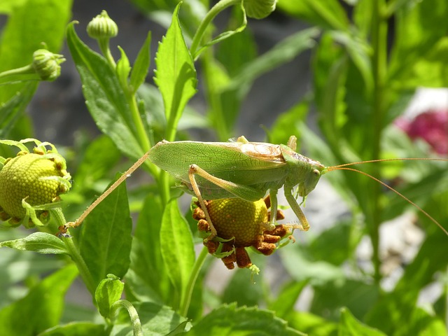 Free Grasshopper Hay Horse photo and picture