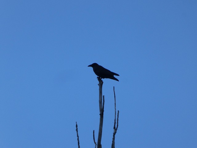 Free Bird Heaven photo and picture