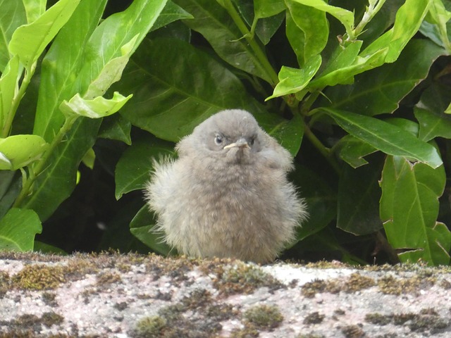 Free Black Redstart Wall photo and picture