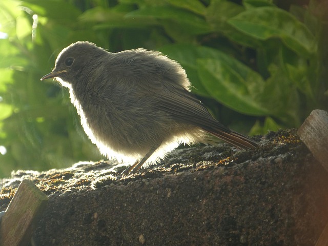 Free Black Redstart Wall photo and picture