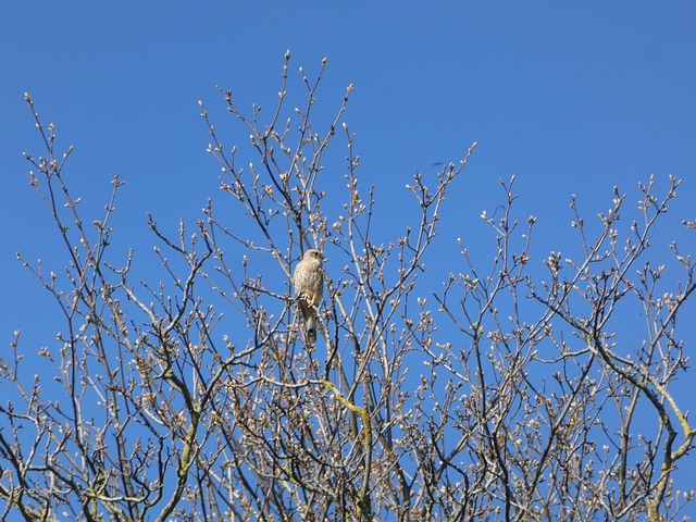 Free Branches Spring photo and picture