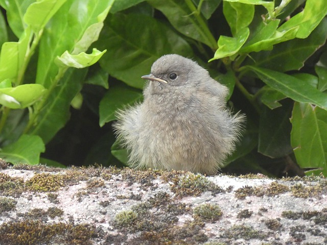 Free Branching Black Redstart photo and picture